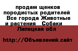 продам щенков породистых родителей - Все города Животные и растения » Собаки   . Липецкая обл.